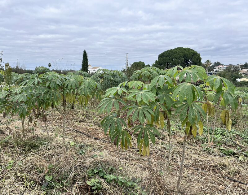 La yuca ha llegado a la huerta